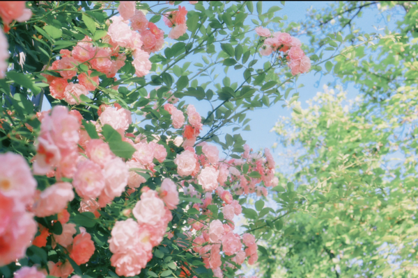 1747032770896325.png 圖片2.png