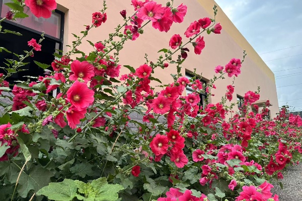 1753862062680803.jpg 嬌艷欲滴.jpg